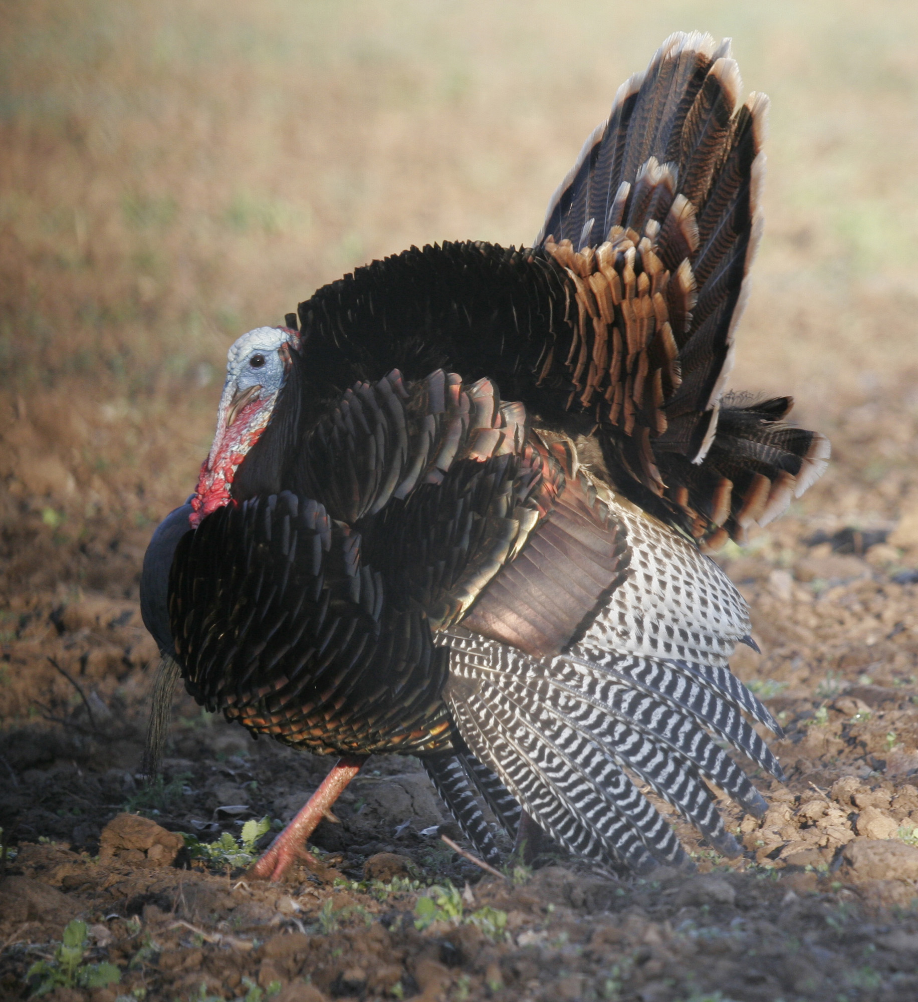 Rio Grande Turkey native to Kansas