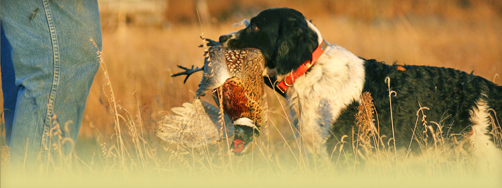Professional guides pride themselves in working some of the best bird dogs in the state.